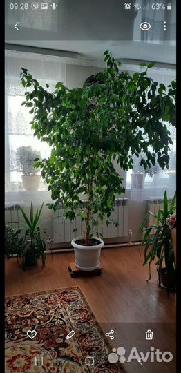 Фикус Бенджамина