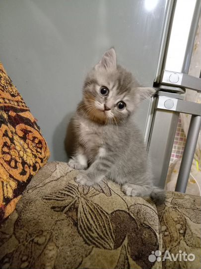 Котята
