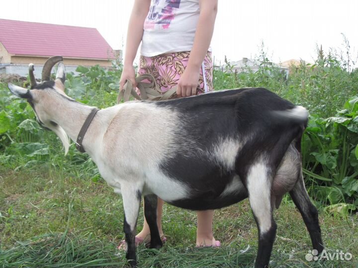 Чистопородные козы альпийской породы