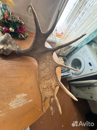 Рога лося