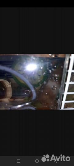 Сирийский хомяк с клеткой