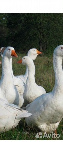 Живые гуси