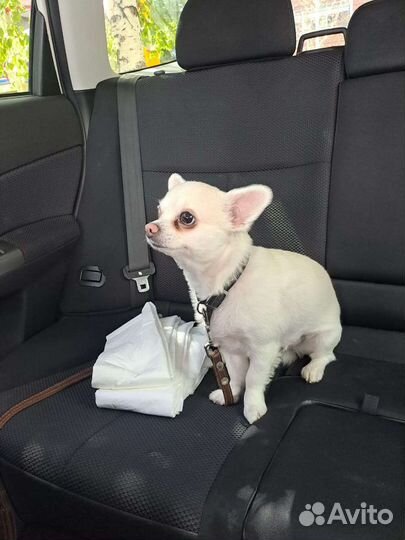 Зоотакси (перевозка животных)