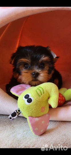 Йоркширский терьер щенки