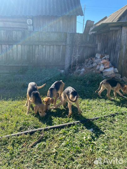 Продаются щенки