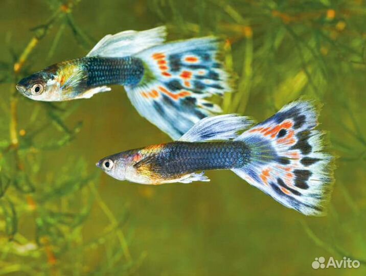 Аквариумные рыбки Гуппи