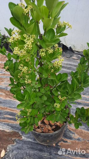 Бересклет японский