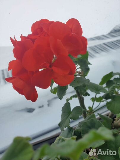 Герань пеларгония как в Париже