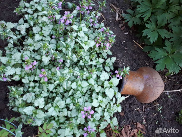 Яснотка пятнистая почвопокровный многолетник