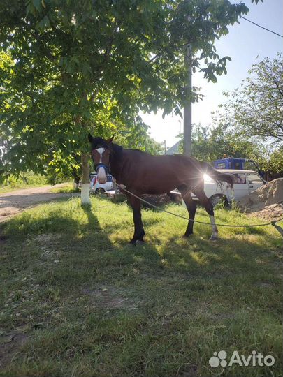 Жеребец обученный