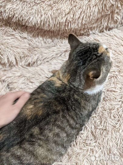 Кошка которую не замечают