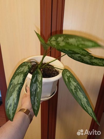 Рео, каланхоэ, аглаонема,фиалка