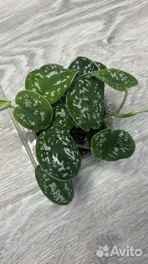 Эпипремнумы, сциндапсусы