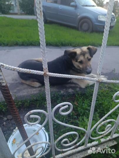Собака в добрые руки
