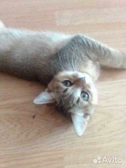 Шотландские