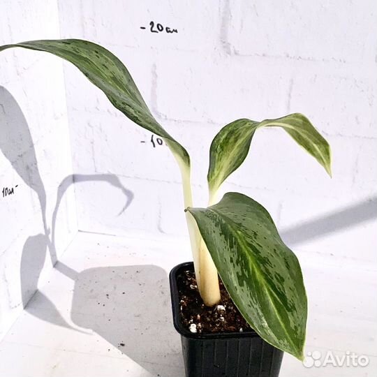 Аглаонема эмеральд грей