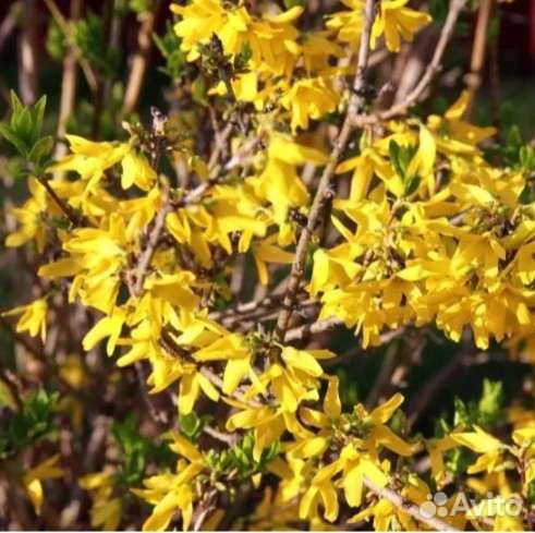 Форзиция саженцы