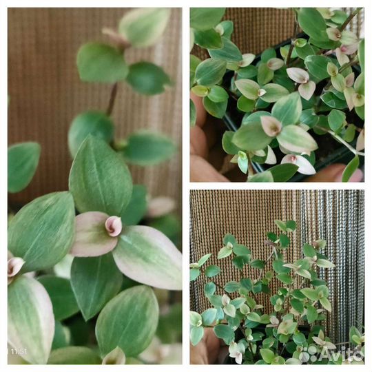 Каллизия розовая и Крибо