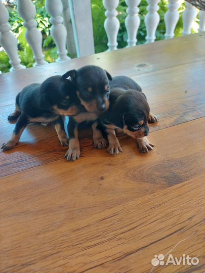 Мини той-терьер щенки