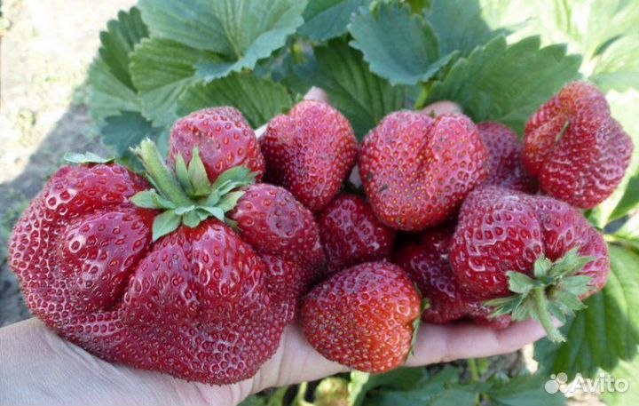 Рассада клубники