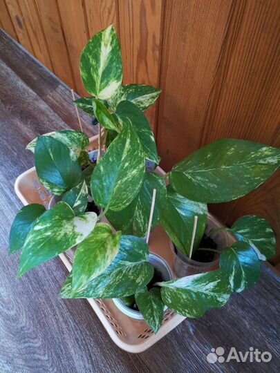 Сциндапсус золотистый