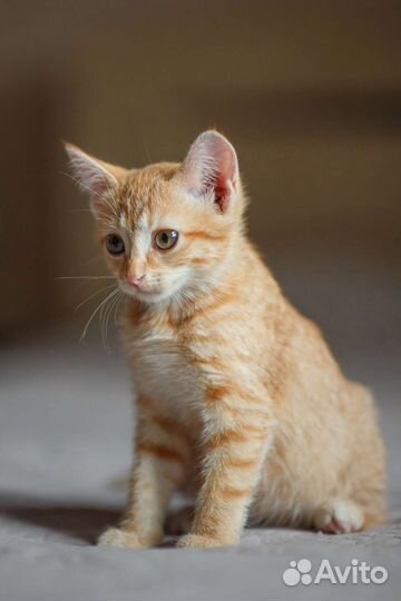Ищу дом для рыжего котенка