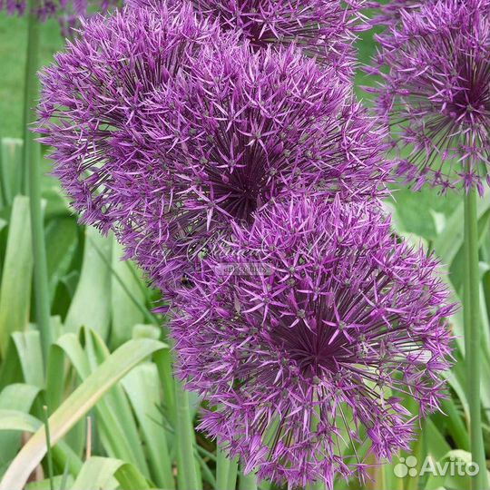 Лук декоративный аллиум