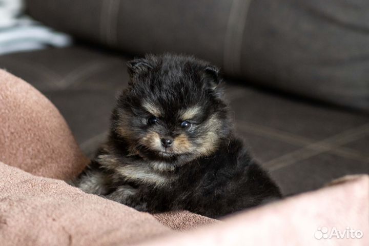 Щенки немецкого шпица Дзержинск
