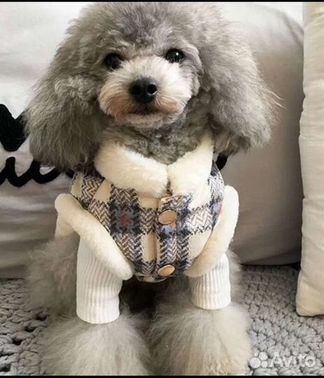 Для собак одежда