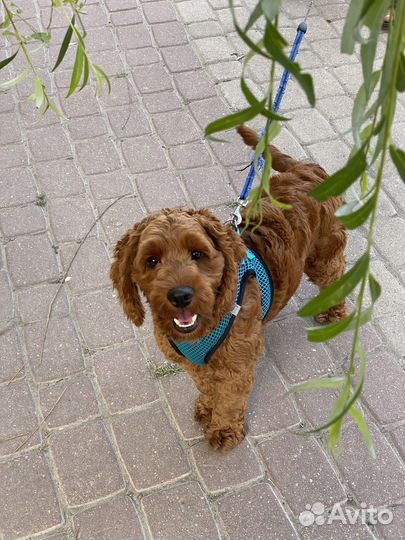 Собака для вязки кокапу