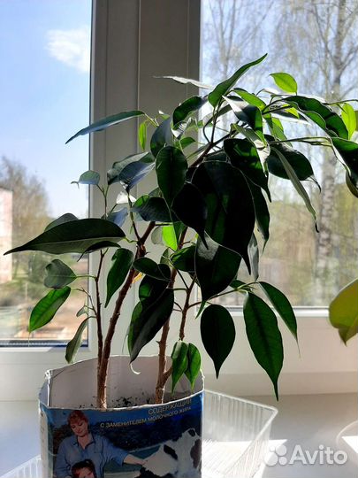 Фикус Бенджамина