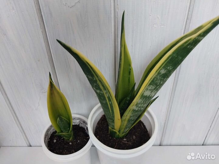 Сансевиерия сортовая