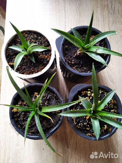 Ананас детки