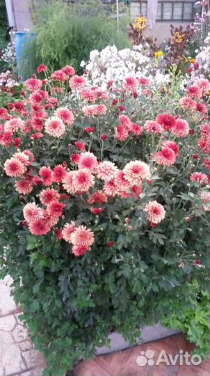 Хризантема, хоста