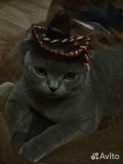 Шотландский вислоухий кот вязка