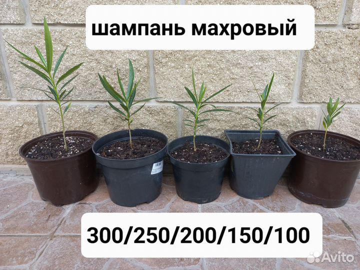 Олеандр вечнозеленый махровый