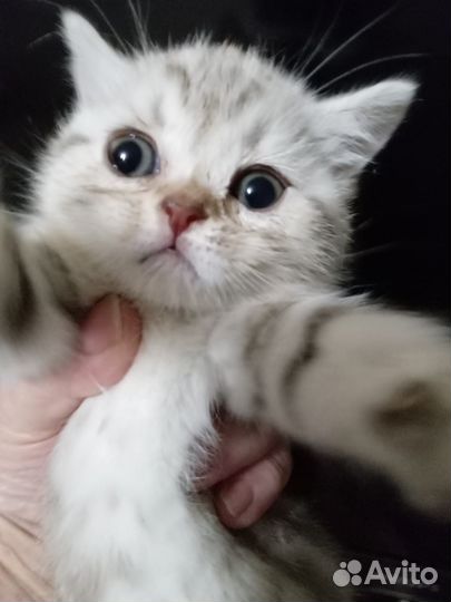 Шотладский котёнок