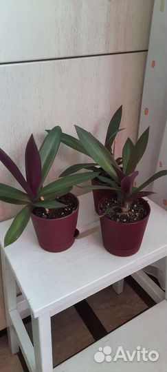 Традесканция