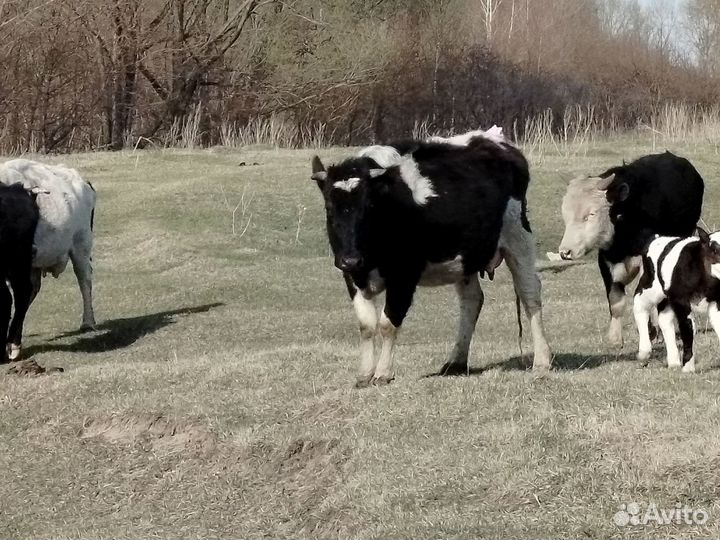 Коровы, быки, телята