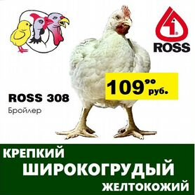 Бройлер ross