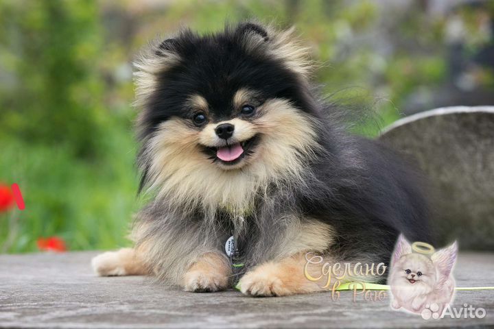 Вязка шпиц черно-подпалый