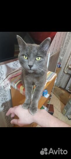 Потерялся кот