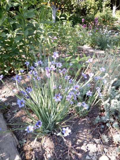 Сизиринхий