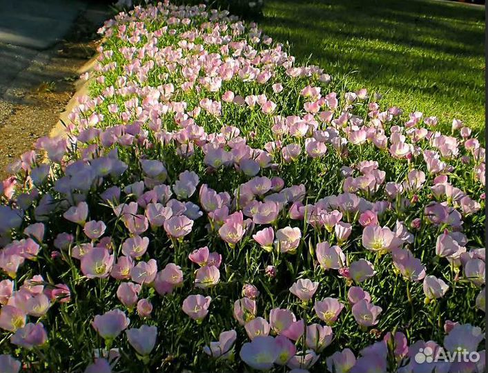 Энотера двух видов