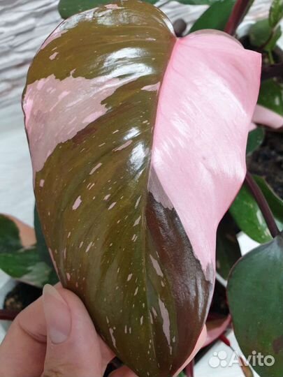 Филодендрон, карамель марбл, розовая принц