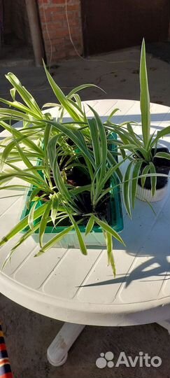 Хлорофитум хохлатый