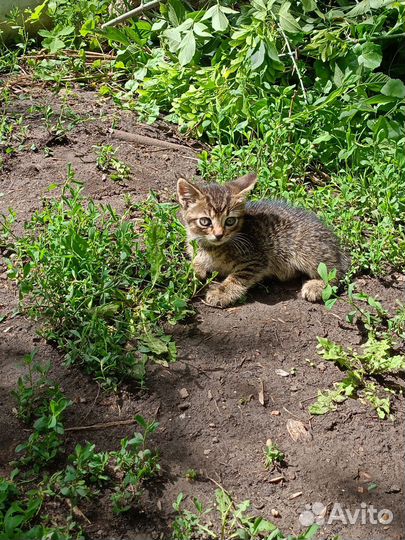 Котята в добрые руки бесплатно