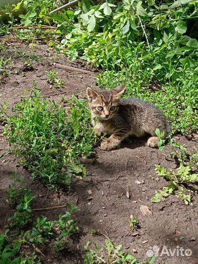 Котята в добрые руки бесплатно