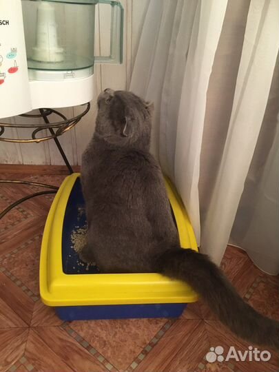 Шотландский кот