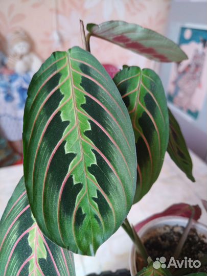 Маранта триколор